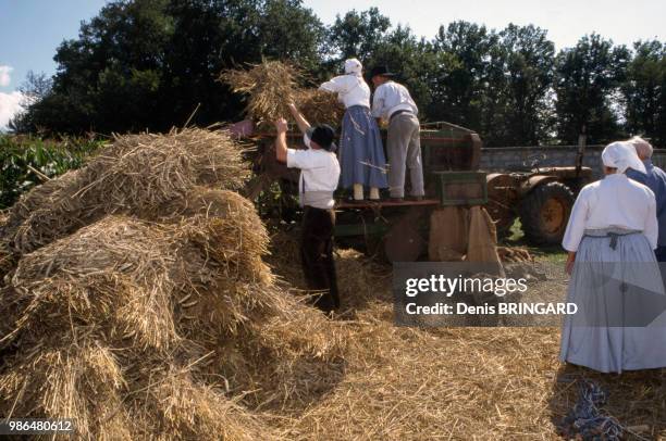 Battage du blé à l'ancienne avec une batteuse à Brebotte dans le Territoire de Belfort, France.