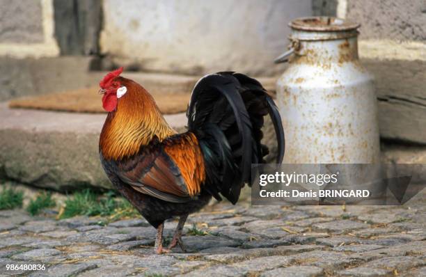 Coq de race Noir d'Alsace, France.