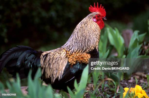 Coq d'Alsace, France.