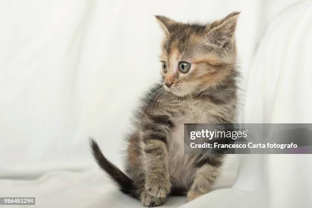 domestic cat - tempio pausania stock pictures, royalty-free photos & images