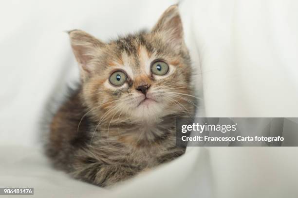 domestic cat - tempio pausania stock pictures, royalty-free photos & images