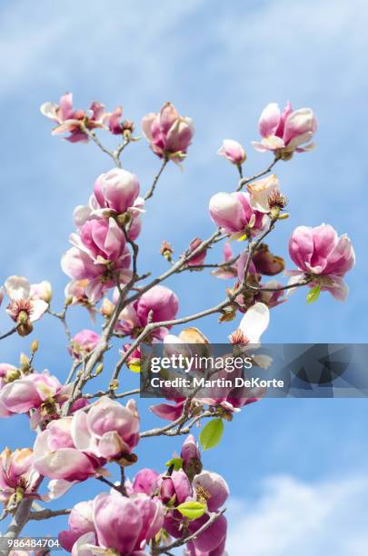 blooming - korte imagens e fotografias de stock