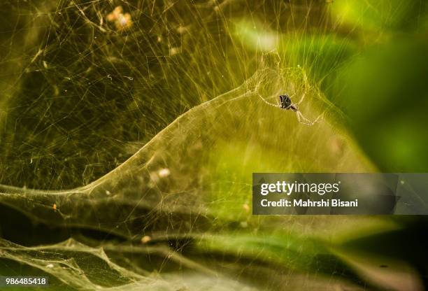 Webbed Up Insect 2,619 Webbed Stock Photos, High-Res Pictures, and Images - Getty Images