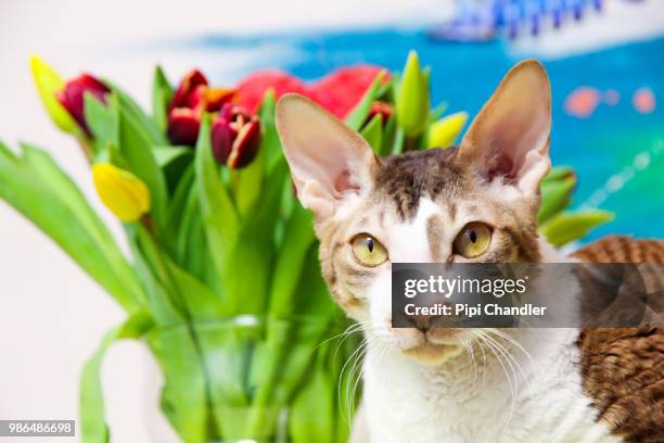 cornish rex chandler with tulips - tulips cat stock-fotos und bilder