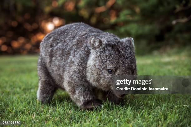 wombat in kelso, tasmania, australia - wombat stock pictures, royalty-free photos & images