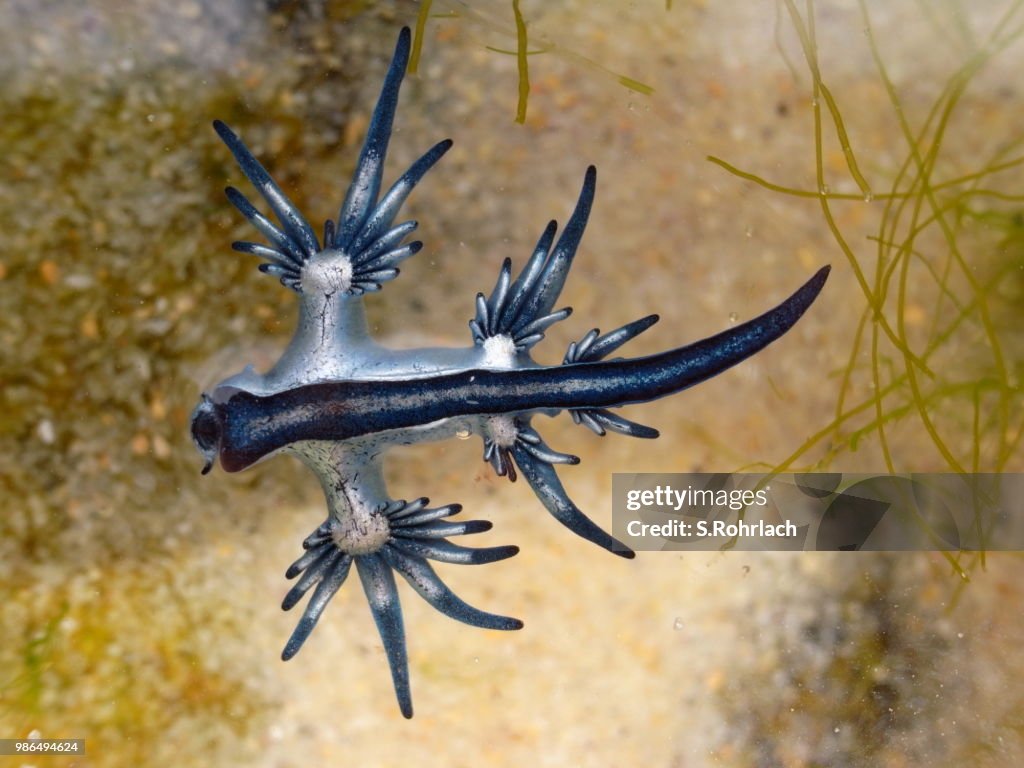 Blue Dragon, Glaucus Atlanticus, limace de mer bleu