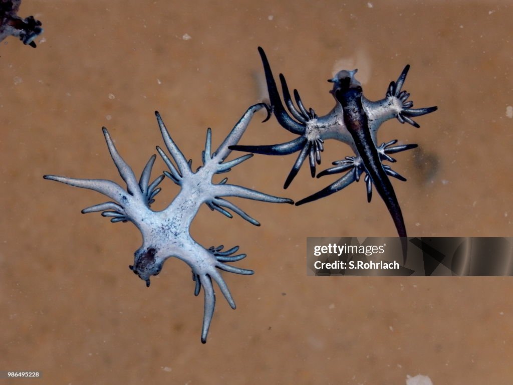 Blue Dragon, Glaucus Atlanticus, blauwe zee Slug