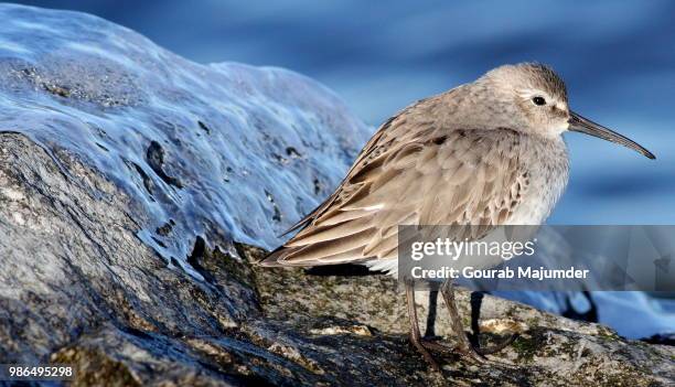 dunlin on icy rock - dunlin bird stock pictures, royalty-free photos & images