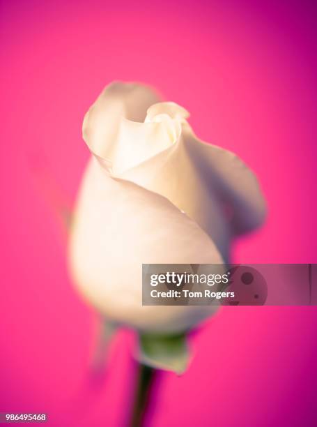 smooth colours - tom rogers stock pictures, royalty-free photos & images