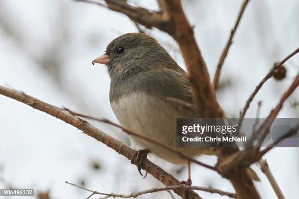 dark-eyed junco - dark eyed junco stock pictures, royalty-free photos & images