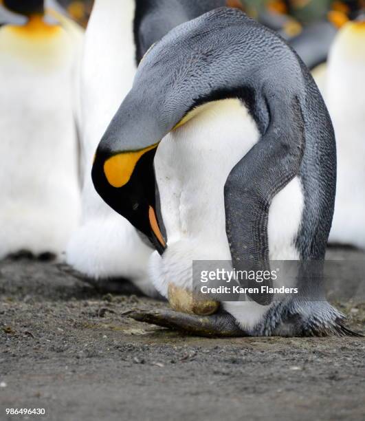 penguin parent - viveiro de gralhas - fotografias e filmes do acervo