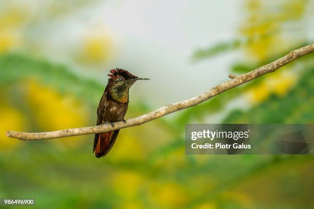 Ruby Topaz Ruby Topaz Hummingbird Photos and Premium High Res Pictures - Getty Images