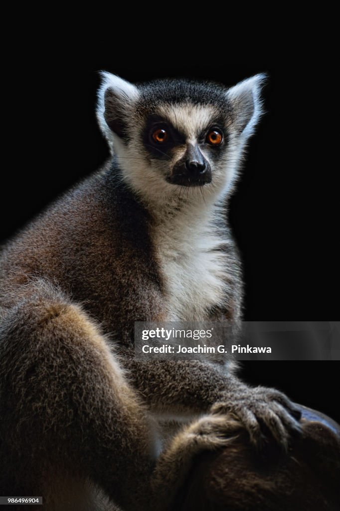 Lemur catta