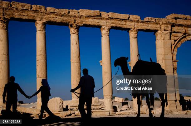 palmyra - akan stock pictures, royalty-free photos & images