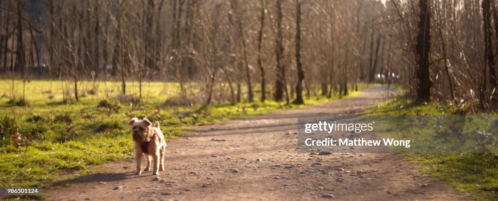 Dog Park