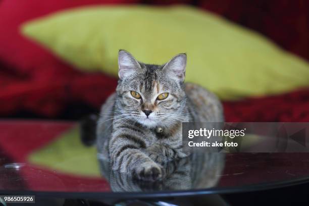 cat bushing - ake stock pictures, royalty-free photos & images