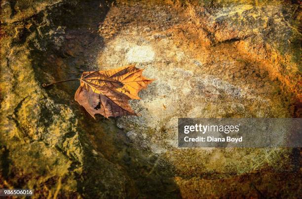 sycamore leaf in ice - frilled lizard stock pictures, royalty-free photos & images