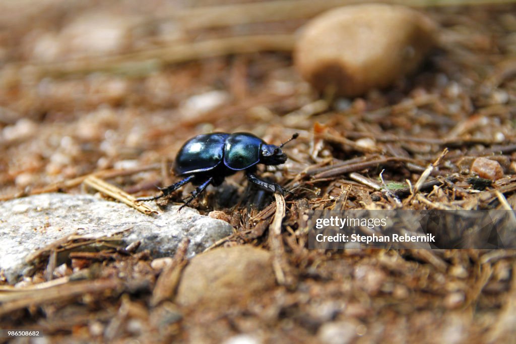 Shiny Happy Beetle / Vidin Province, Bulgaria (2010)