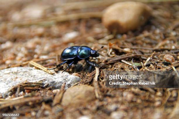 shiny happy beetle / vidin province, bulgaria (2010) - stephan rebernik stock-fotos und bilder