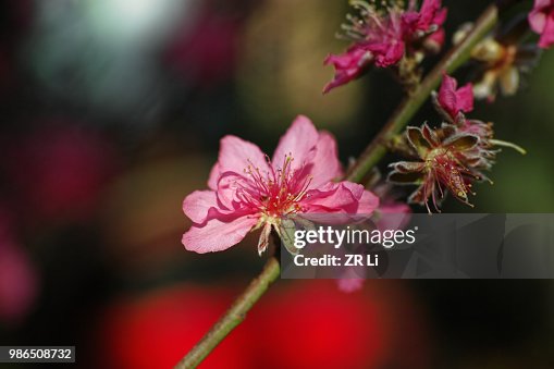 Plum Blossom