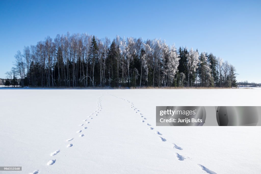 Frosty Island