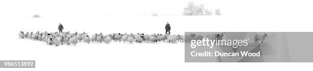 the sheep - whiteout stock-fotos und bilder