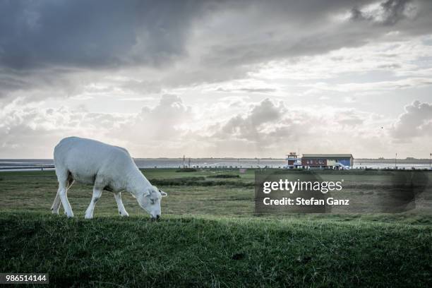 welcome to the year of the sheep - year of the sheep stock pictures, royalty-free photos & images