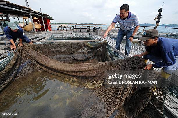 Singapore-economy-farm-food-fish,INTERVIEW by Bernice Han This photo taken on March 26, 2010 shows Singaporean property developer Eric Cheng checking...