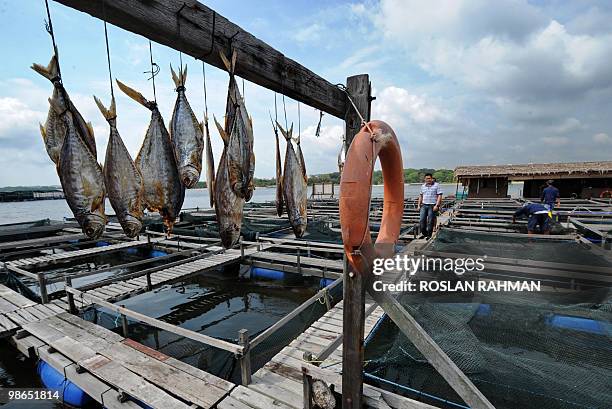 Singapore-economy-farm-food-fish,INTERVIEW by Bernice Han This photo taken on March 26, 2010 shows Singaporean property developer Eric Cheng walking...