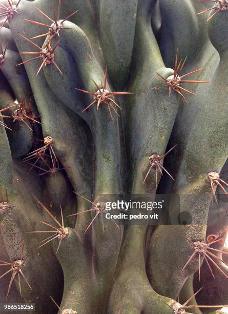 forms (cactus closeup) - vit stockfoto's en -beelden