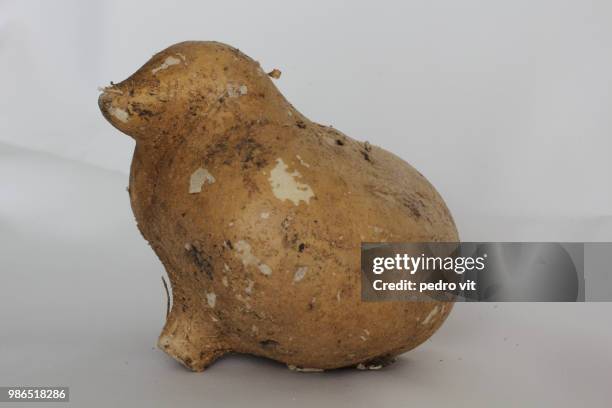 jicama/seal/sealion/walrus - jicama stock pictures, royalty-free photos & images