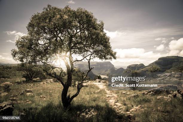 blyde river canyon, south africa - blyde river canyon stock pictures, royalty-free photos & images