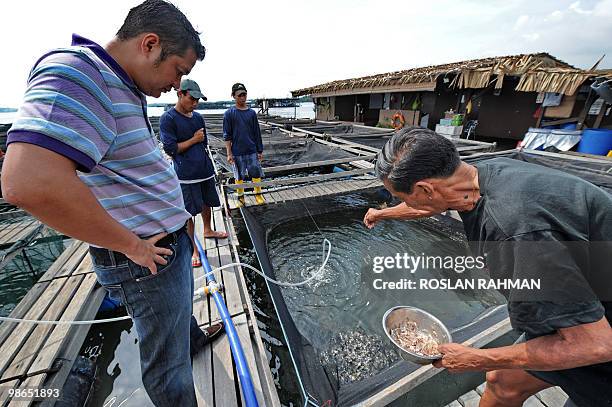 Singapore-economy-farm-food-fish,INTERVIEW by Bernice Han This photo taken on March 26, 2010 shows Singaporean property developer Eric Cheng watching...