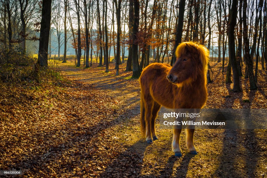 Curious Konik Horse