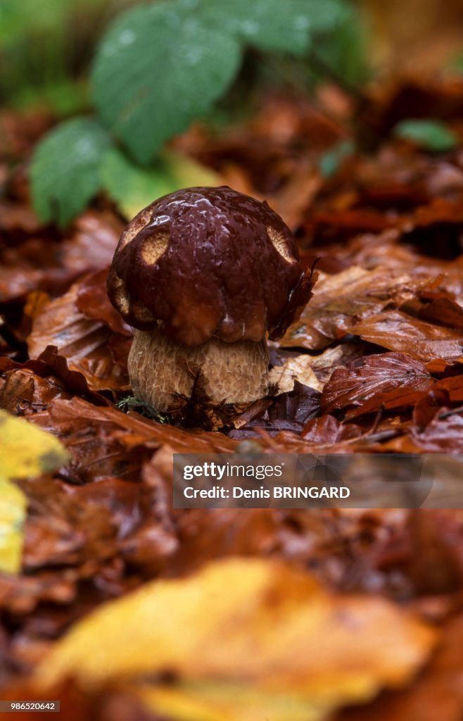 Bolet dans la forêt des Vosges