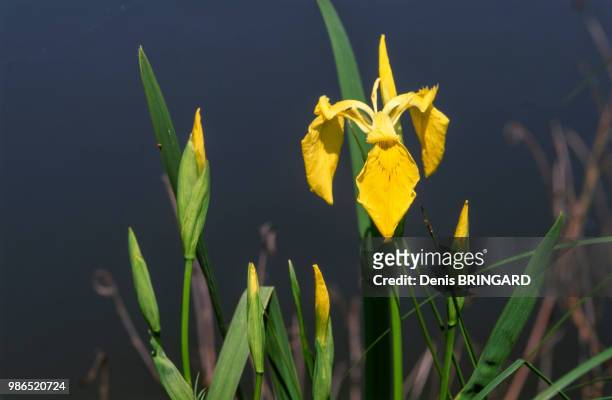 Iris des marais ou iris jaune sur la berge d'un étang, France.