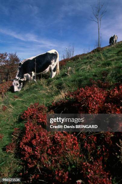 Vache de race vosgienne et buisson de myrtilles, Vosges, France.