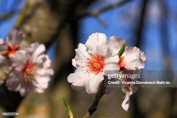 flor de almendro - almendro stock pictures, royalty-free photos & images