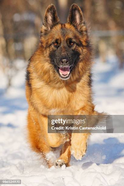 snow pups - pastore tedesco foto e immagini stock