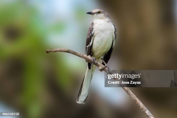 northern mockingbird - goyang stock-fotos und bilder
