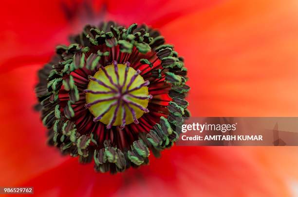 Flower Core Photos and Premium High Res Pictures - Getty Images
