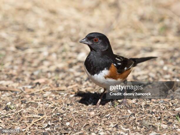 male spotted towhee - towhee fotografías e imágenes de stock