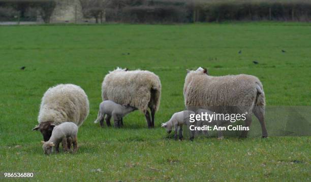 year of the sheep - year of the sheep stock pictures, royalty-free photos & images