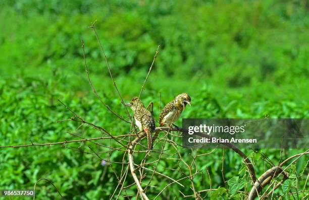 d'arnaud's barbet - darnaud stock pictures, royalty-free photos & images