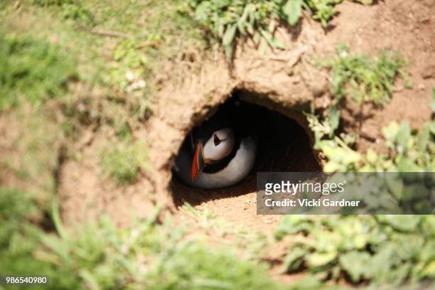 atlantic puffin in burrow (fratercula arctica), skomer island, wales, uk - dyfed stock pictures, royalty-free photos & images