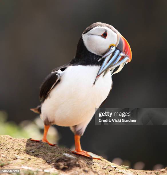 puffin with sandeels (fratercula arctica), skomer island, wales, uk - dyfed stock pictures, royalty-free photos & images