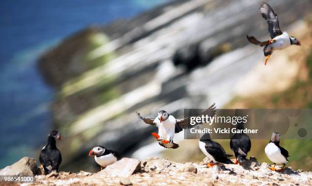 an atlantic puffin landing (fratercula arctica), skomer island, wales, uk - dyfed stock pictures, royalty-free photos & images