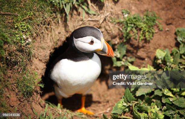 atlantic puffin in burrow (fratercula arctica), skomer island, wales, uk - dyfed stock pictures, royalty-free photos & images