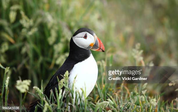 atlantic puffin in grass (fratercula arctica), skomer island, wales, uk - dyfed stock pictures, royalty-free photos & images