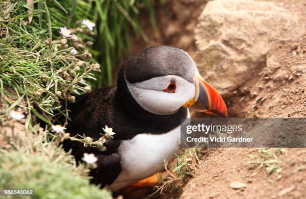 atlantic puffin (fratercula arctica) in burrow, skomer island, wales, uk - dyfed stock pictures, royalty-free photos & images